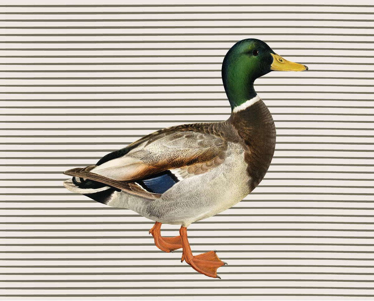 Mallard Duck