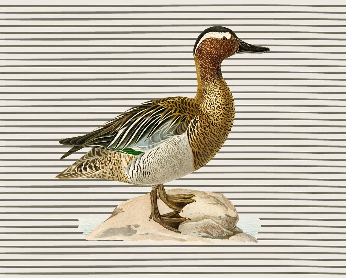 Garganey Duck