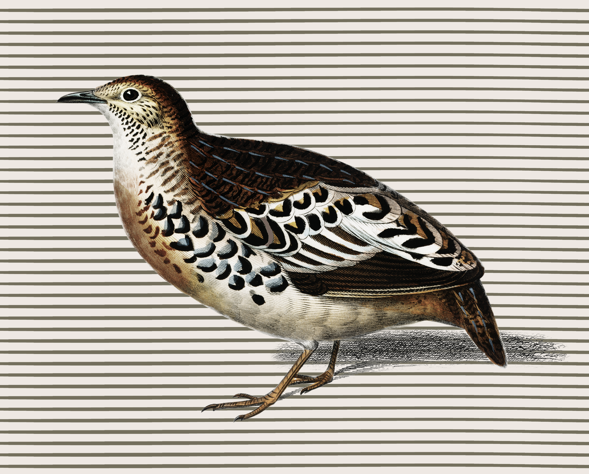 Pheasant