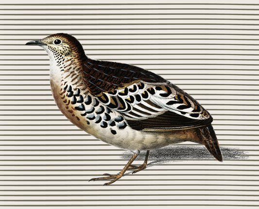 Pheasant