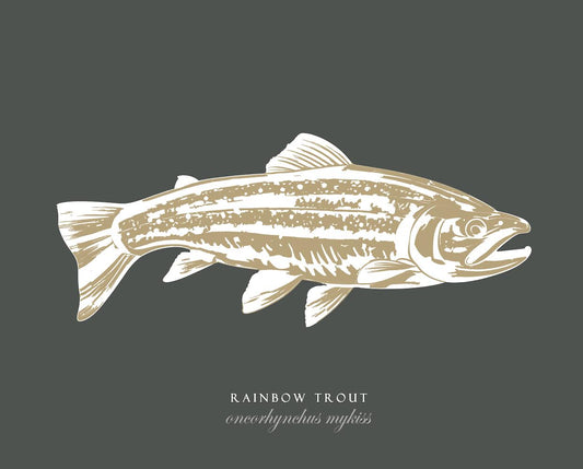 Rainbow Trout