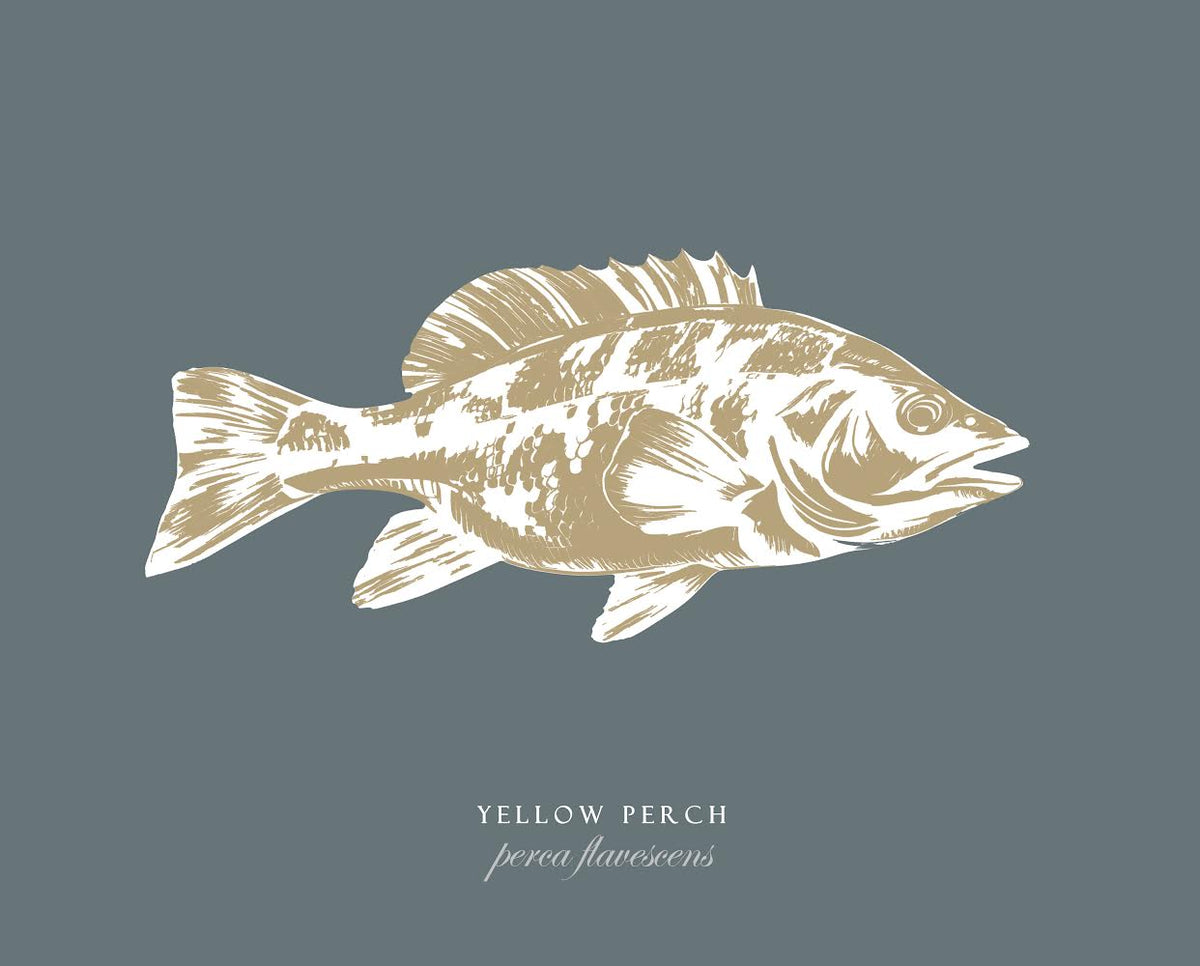 Yellow Perch
