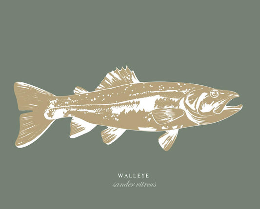 Walleye