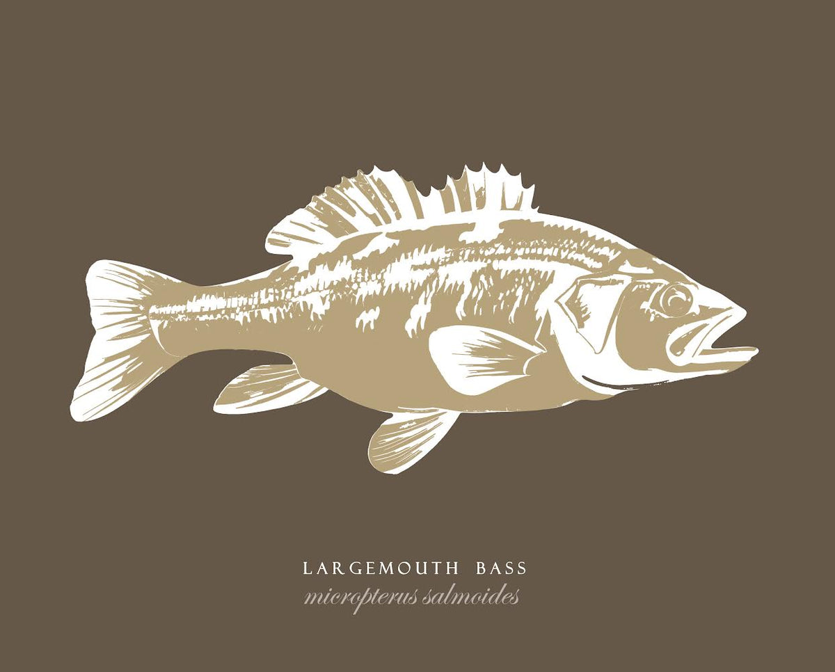 Largemouth Bass