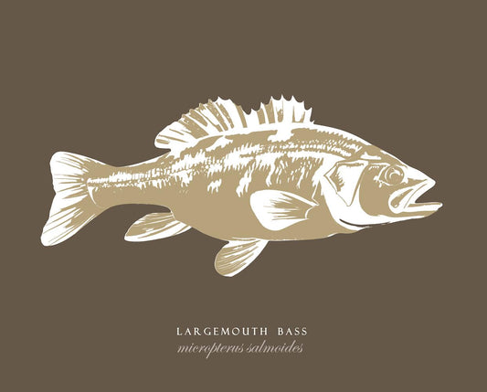 Largemouth Bass