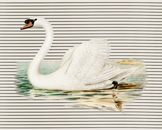 Swan