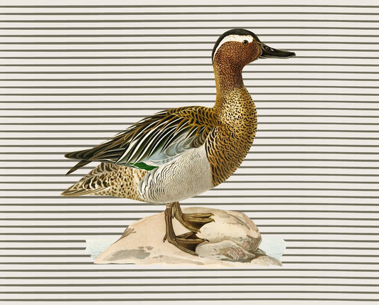 Garganey Duck
