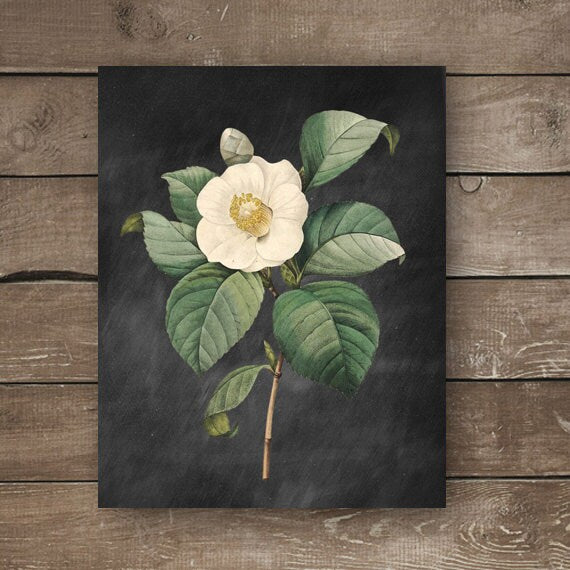 Botanical Print