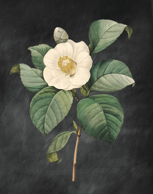 Botanical Print