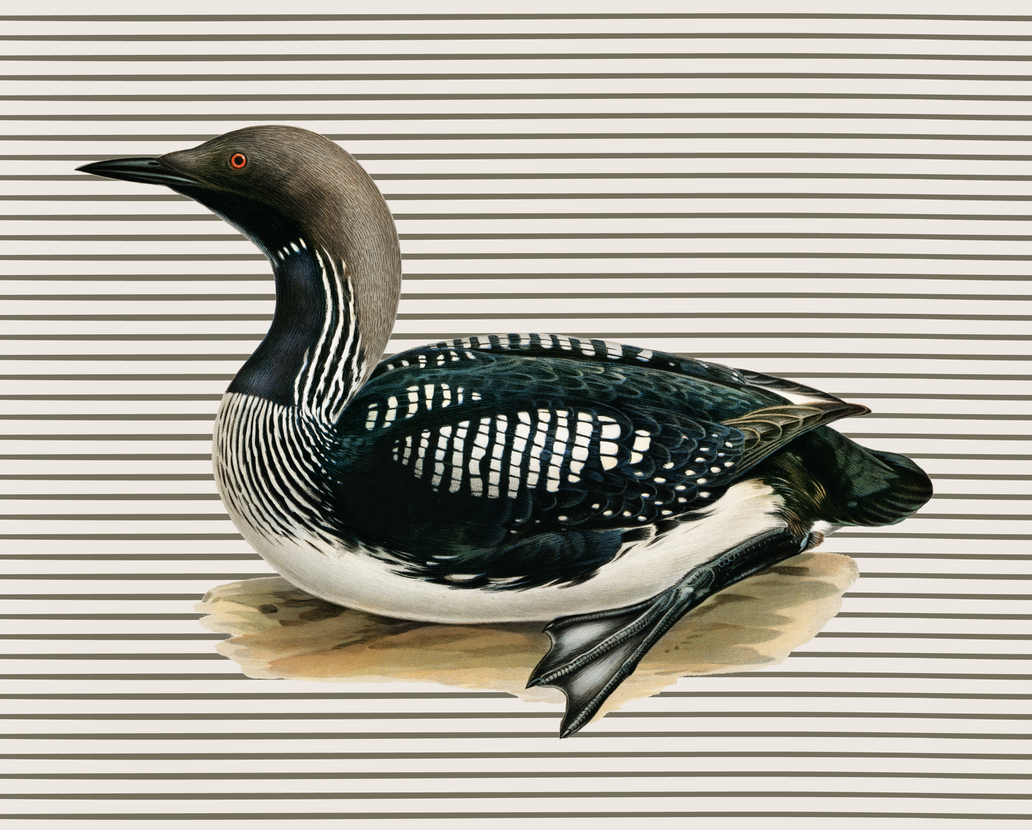 Loon